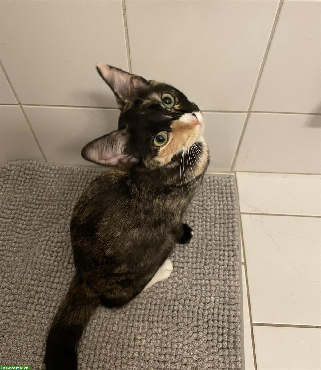 Bild 3: Dreifarbige Katze sucht liebevolles Zuhause mit Freigang