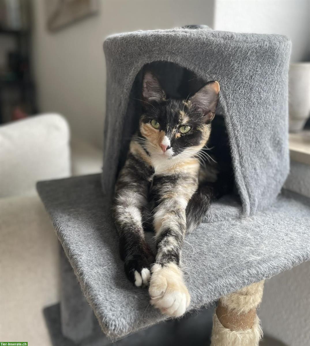 Bild 4: Dreifarbige Katze sucht liebevolles Zuhause mit Freigang