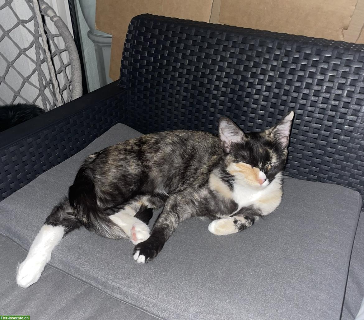 Bild 5: Dreifarbige Katze sucht liebevolles Zuhause mit Freigang