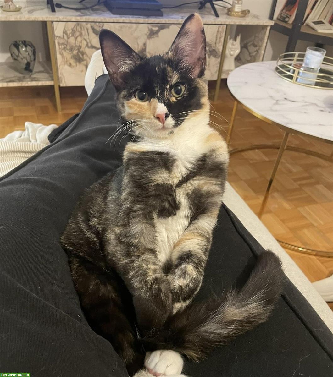 Bild 6: Dreifarbige Katze sucht liebevolles Zuhause mit Freigang