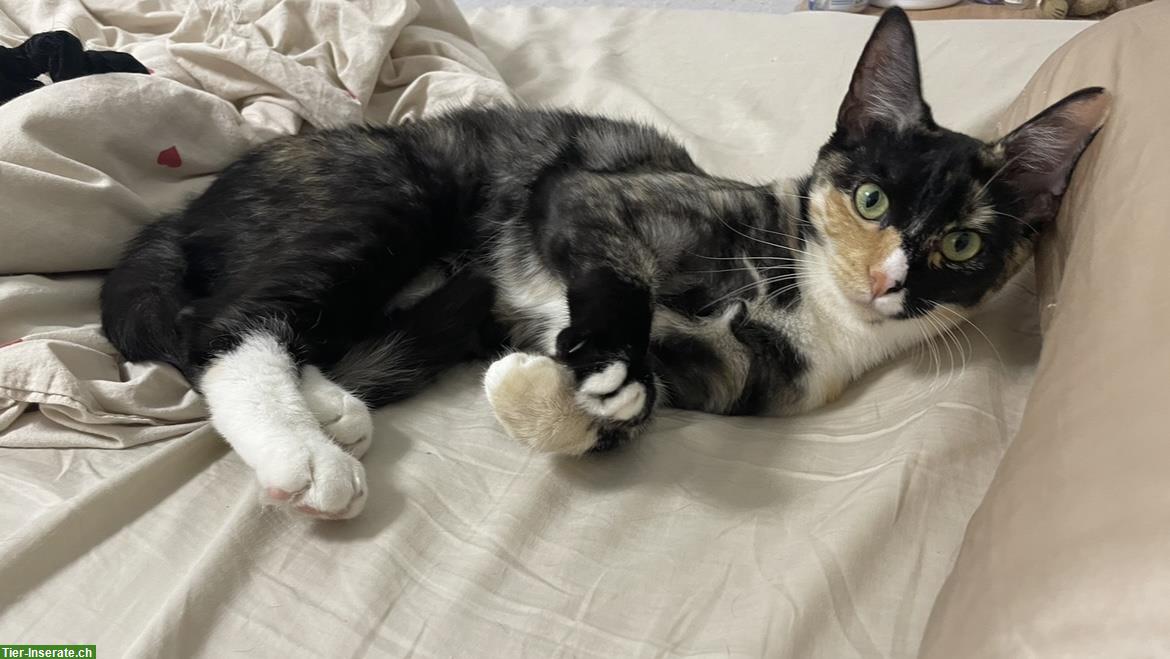 Bild 7: Dreifarbige Katze sucht liebevolles Zuhause mit Freigang