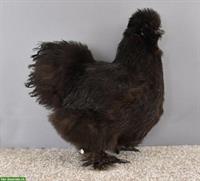 Junger Seidenhuhn Hahn, schwarz, grosse Rasse