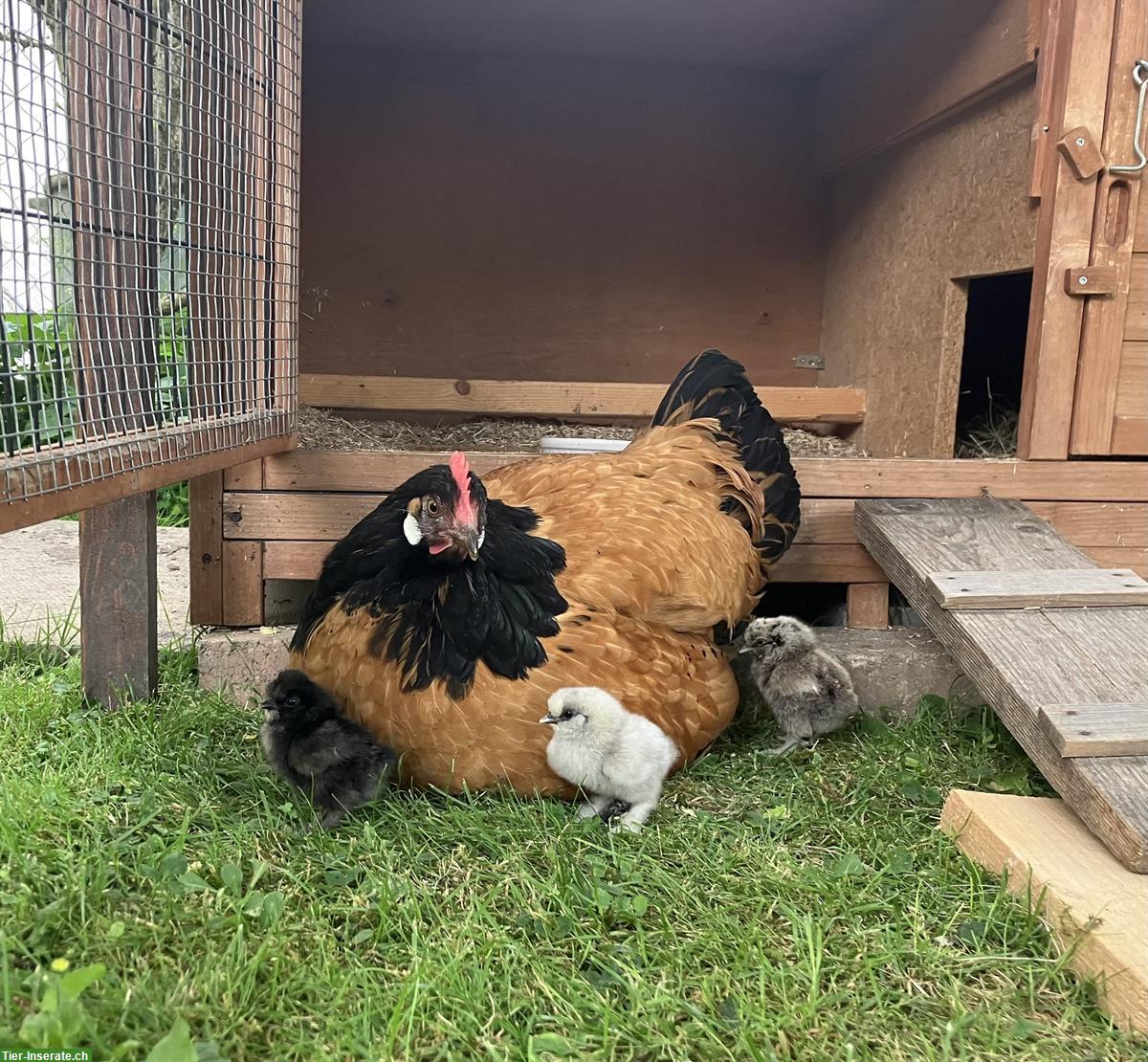 Bild 2: Junger Seidenhuhn Hahn, schwarz, grosse Rasse