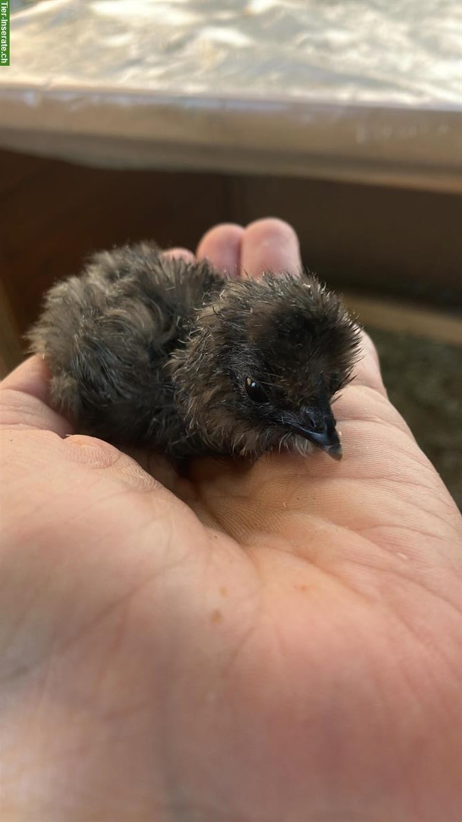 Bild 3: Junger Seidenhuhn Hahn, schwarz, grosse Rasse