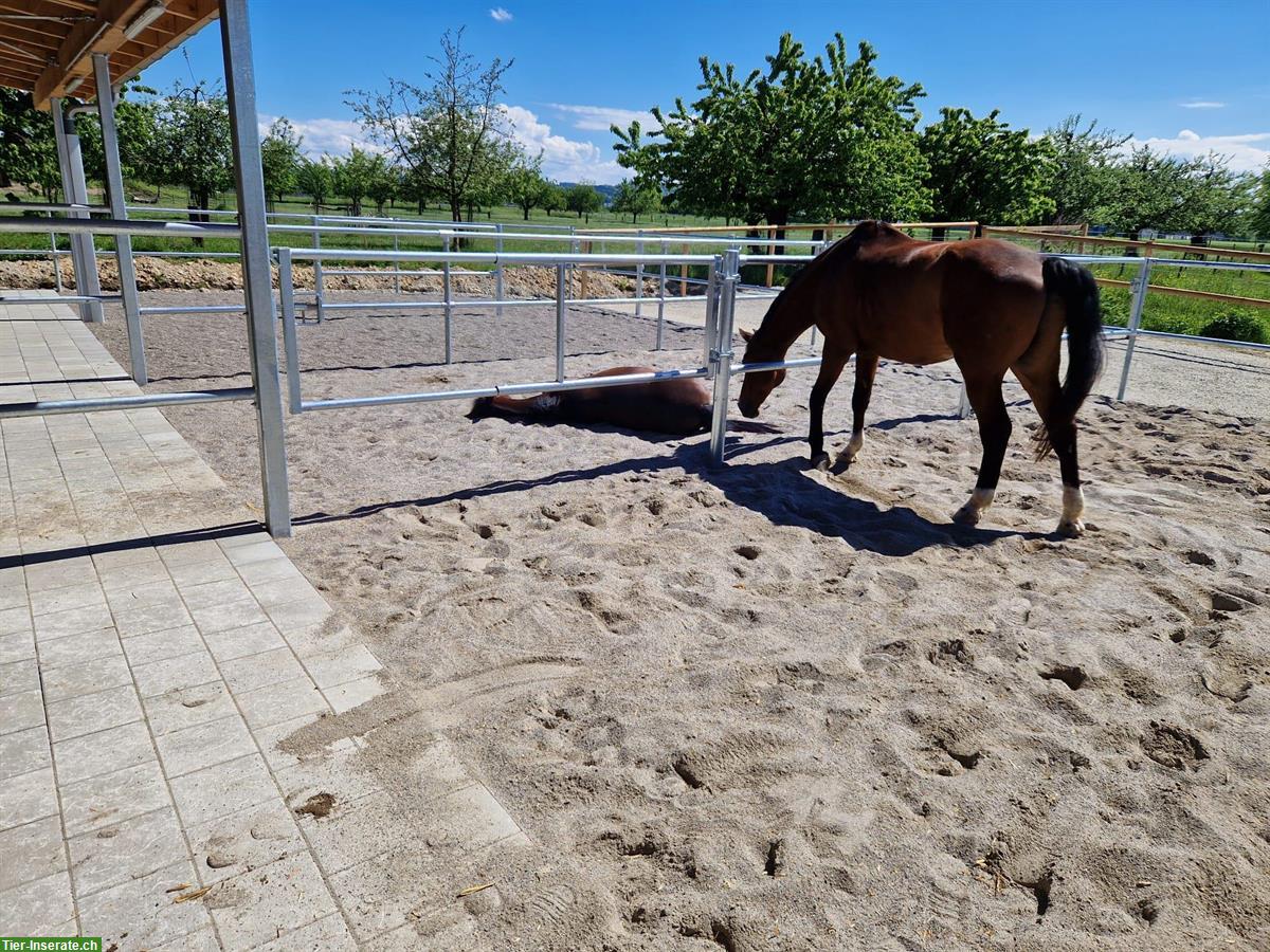 Grosse Auslaufboxe in Rüdtligen (Kirchberg BE) zu vermieten