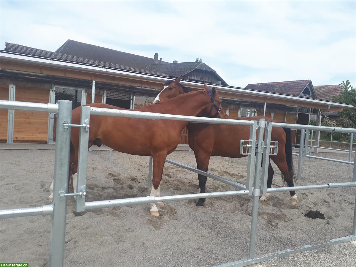 Bild 2: Grosse Auslaufboxe in Rüdtligen (Kirchberg BE) zu vermieten