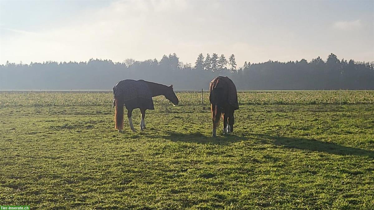 Bild 5: Grosse Auslaufboxe in Rüdtligen (Kirchberg BE) zu vermieten