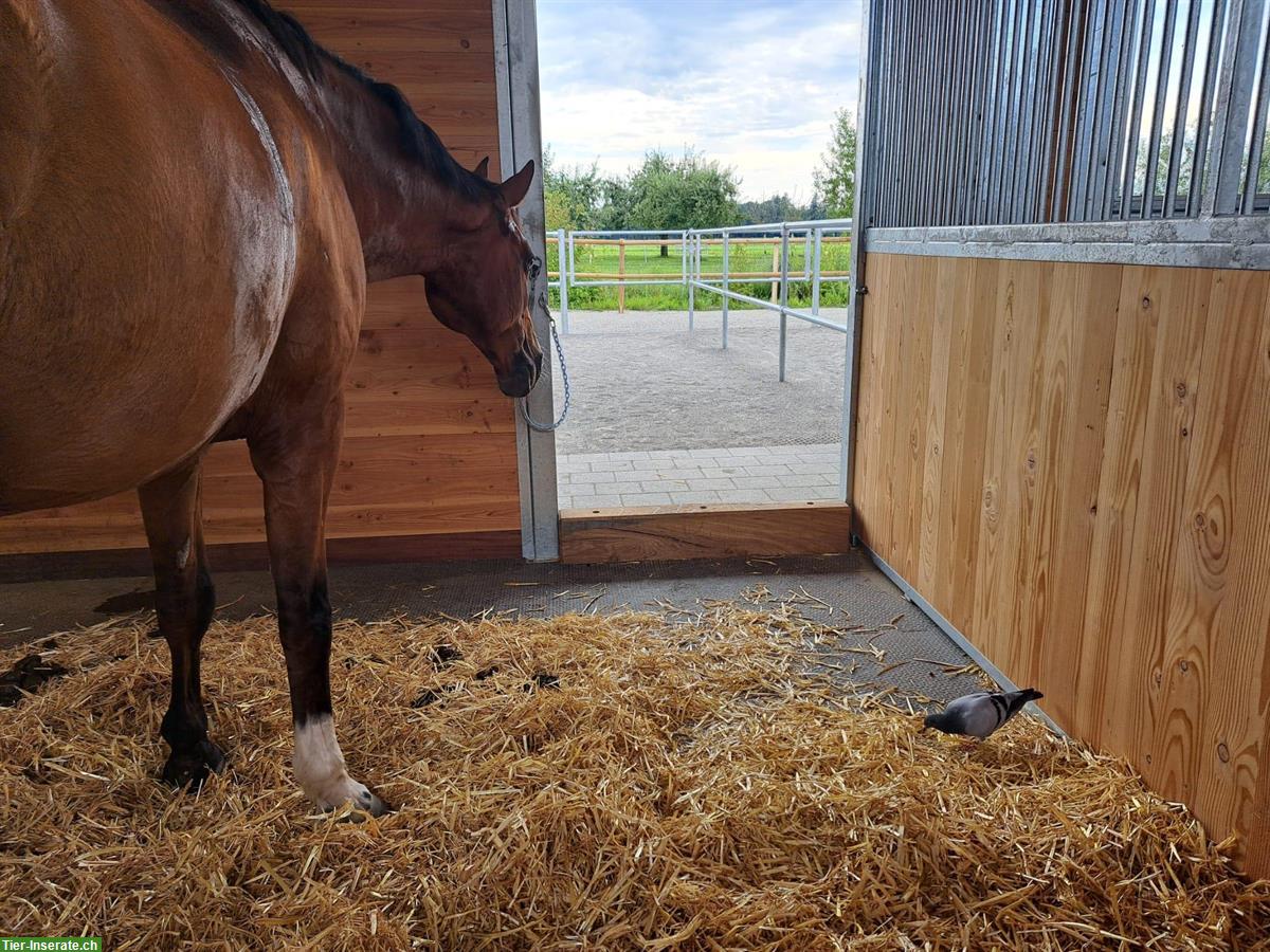 Bild 6: Grosse Auslaufboxe in Rüdtligen (Kirchberg BE) zu vermieten