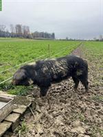 Turopolje Deckeber zu vermieten, Raum Ostschweiz