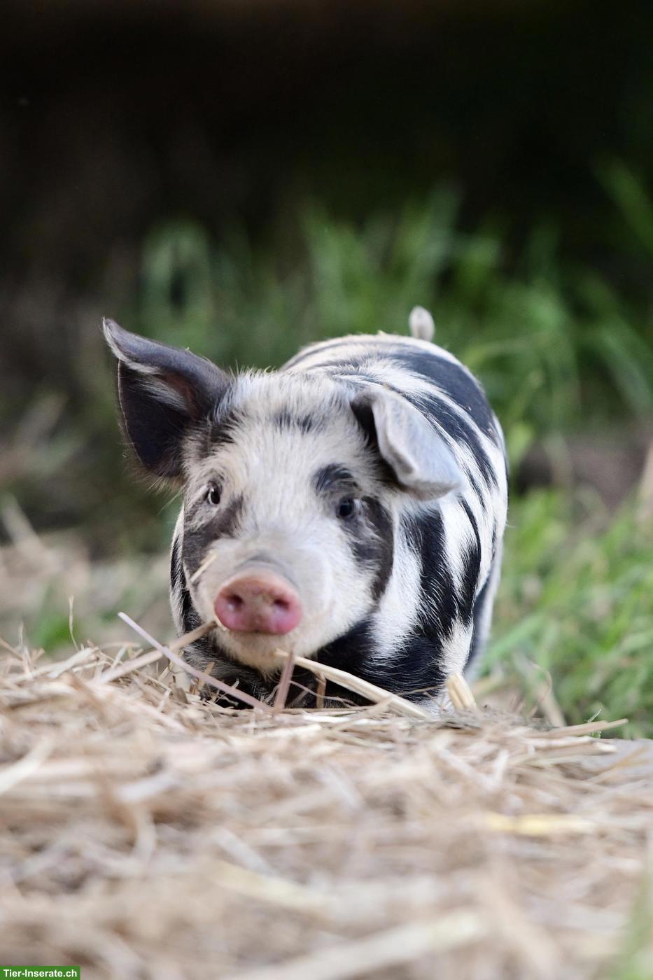Bild 4: Turopolje Ferkel, reinrassig