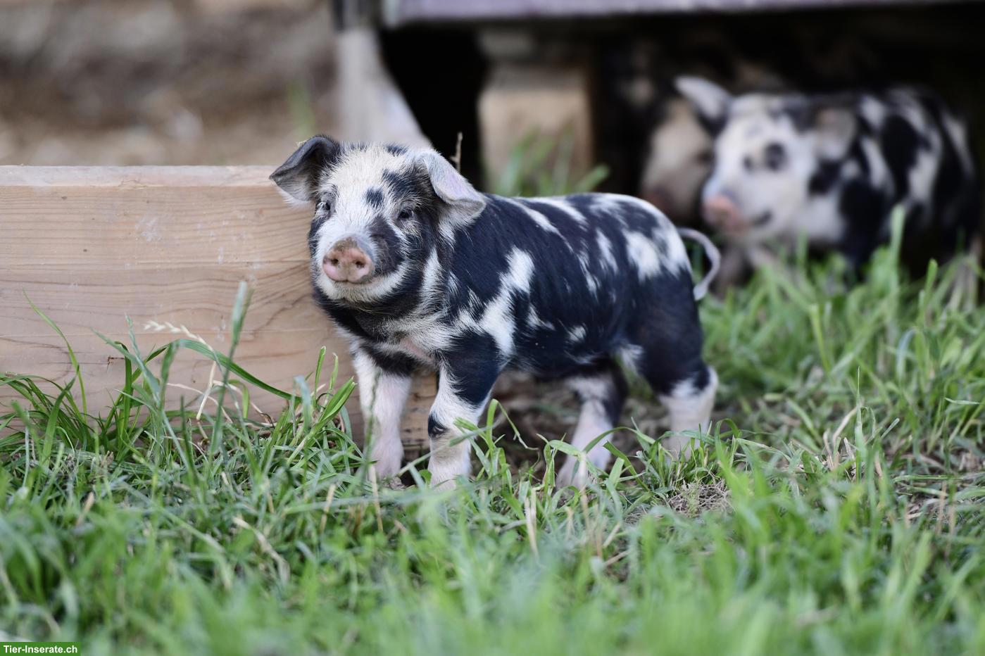 Bild 5: Turopolje Ferkel, reinrassig