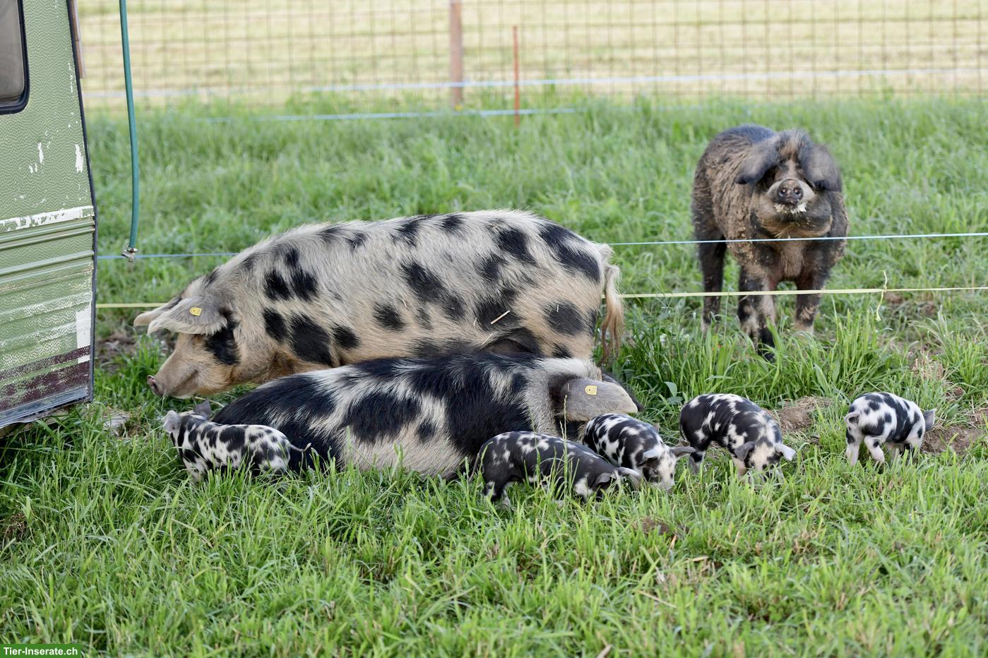 Bild 6: Turopolje Ferkel, reinrassig