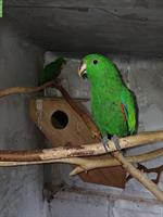 Junger Neuguinea-Edelpapagei zu verkaufen
