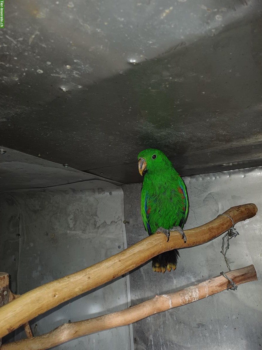 Bild 2: Junger Neuguinea-Edelpapagei zu verkaufen