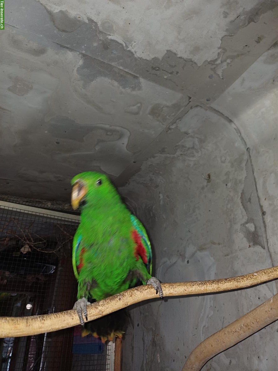 Bild 3: Junger Neuguinea-Edelpapagei zu verkaufen