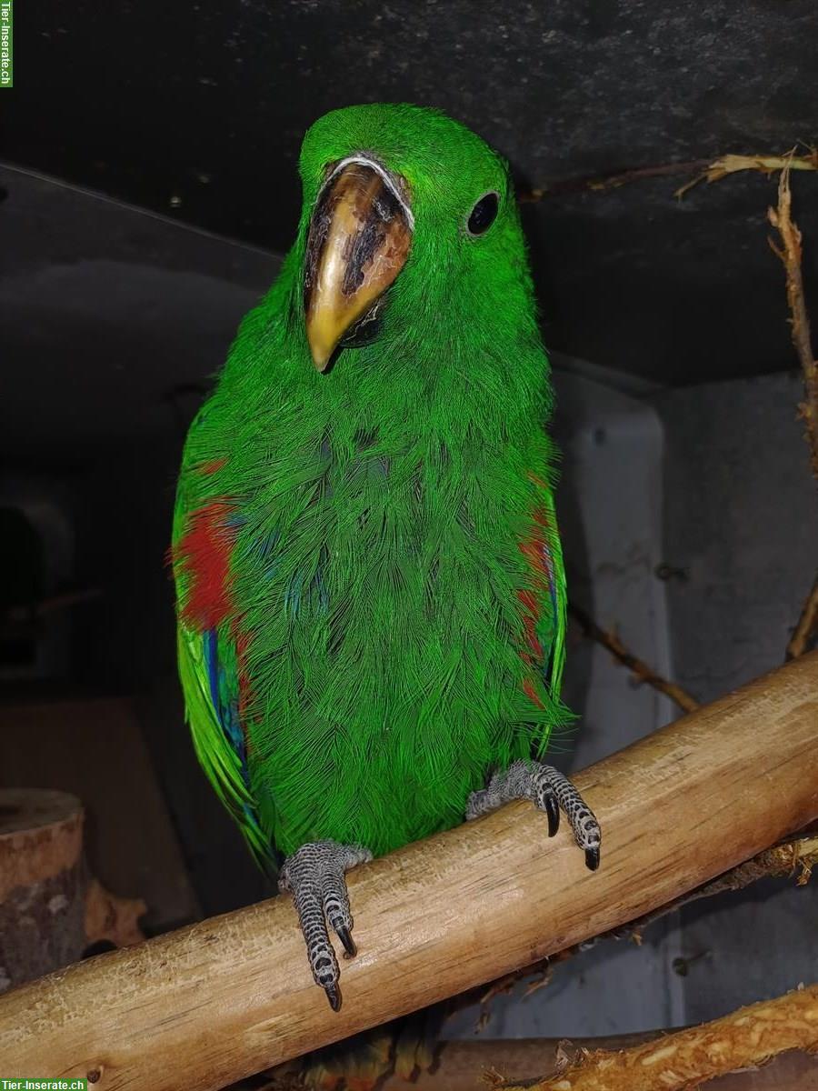 Bild 4: Junger Edelpapagei zu verkaufen