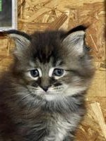 Maine Coon Katze (weiblich) mit Stammbaum zu verkaufen