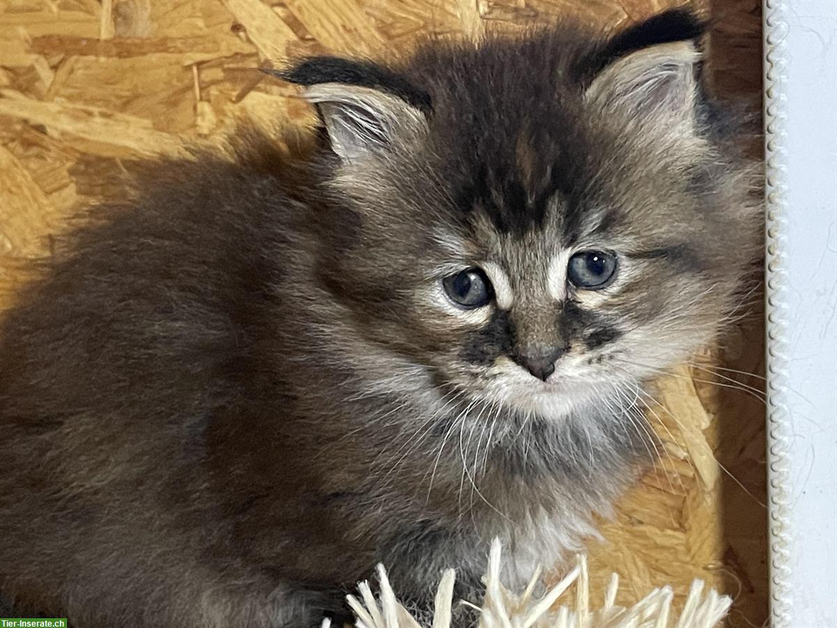 Bild 2: Maine Coon Katze (weiblich) mit Stammbaum zu verkaufen