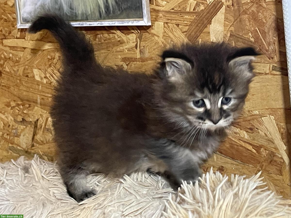 Bild 3: Maine Coon Katze (weiblich) mit Stammbaum zu verkaufen