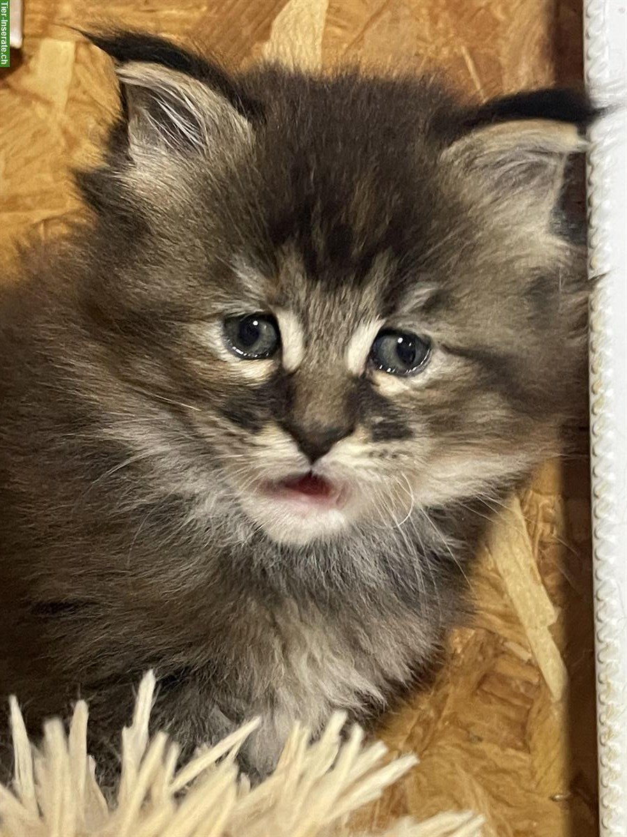 Bild 4: Maine Coon Katze (weiblich) mit Stammbaum zu verkaufen