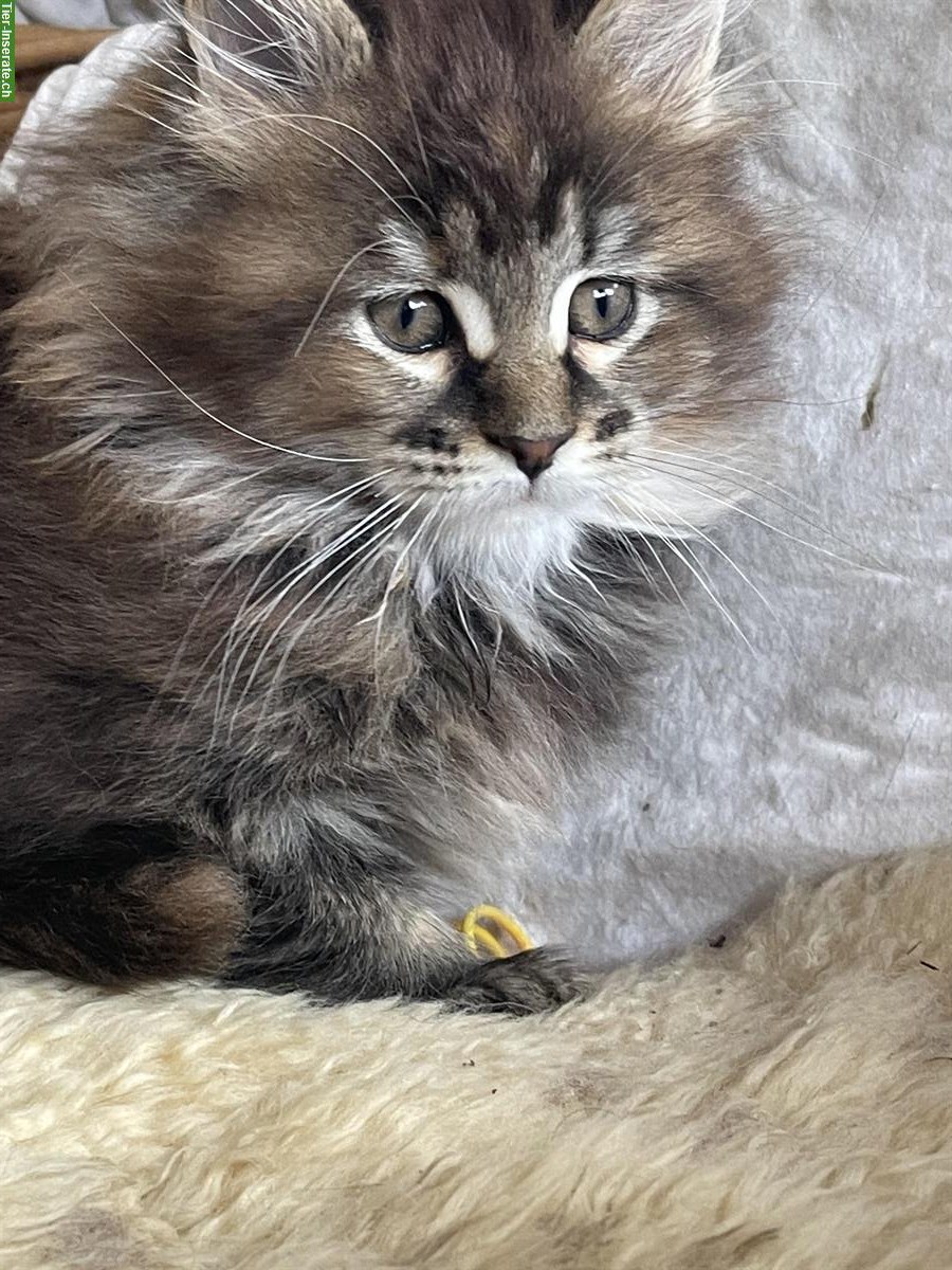 Bild 5: Maine Coon Katze (weiblich) mit Stammbaum zu verkaufen