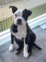American Staffordshire Terrier Rüde, 8 Monate jung