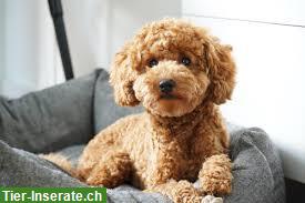 Junge Zwergpudel Hündin sucht neues Zuhause