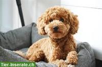 Junge Zwergpudel Hündin sucht neues Zuhause