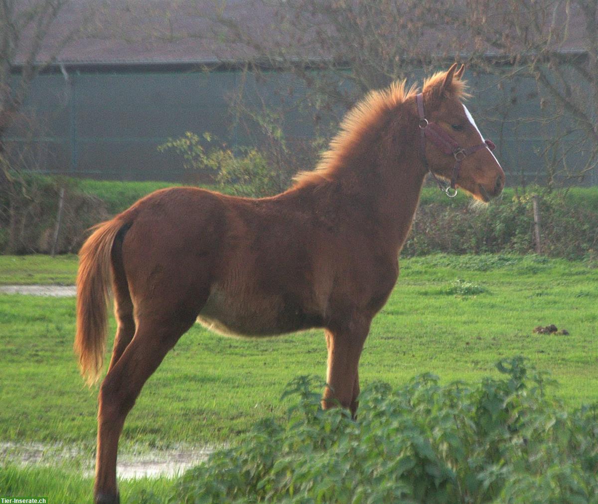 Deutsches Reitpferd Hengstfohlen, Springtalent