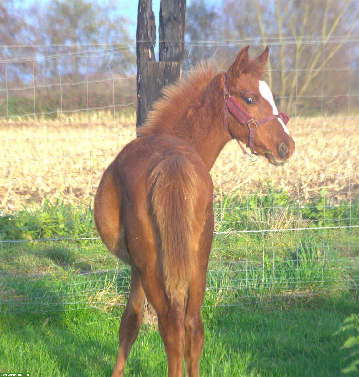 Bild 2: Deutsches Reitpferd Hengstfohlen, Springtalent
