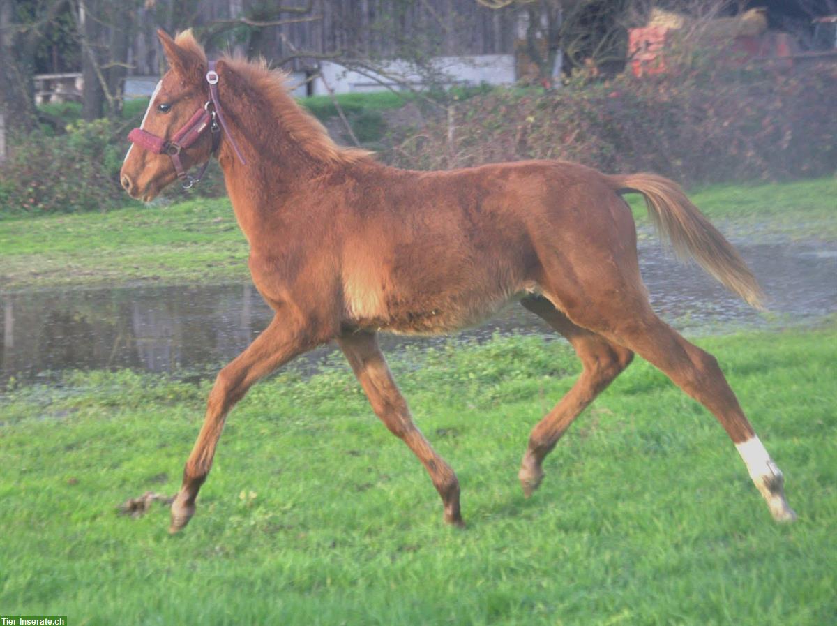 Bild 3: Deutsches Reitpferd Hengstfohlen, Springtalent