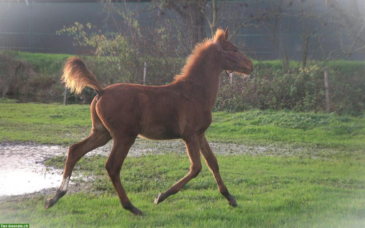 Bild 4: Deutsches Reitpferd Hengstfohlen, Springtalent