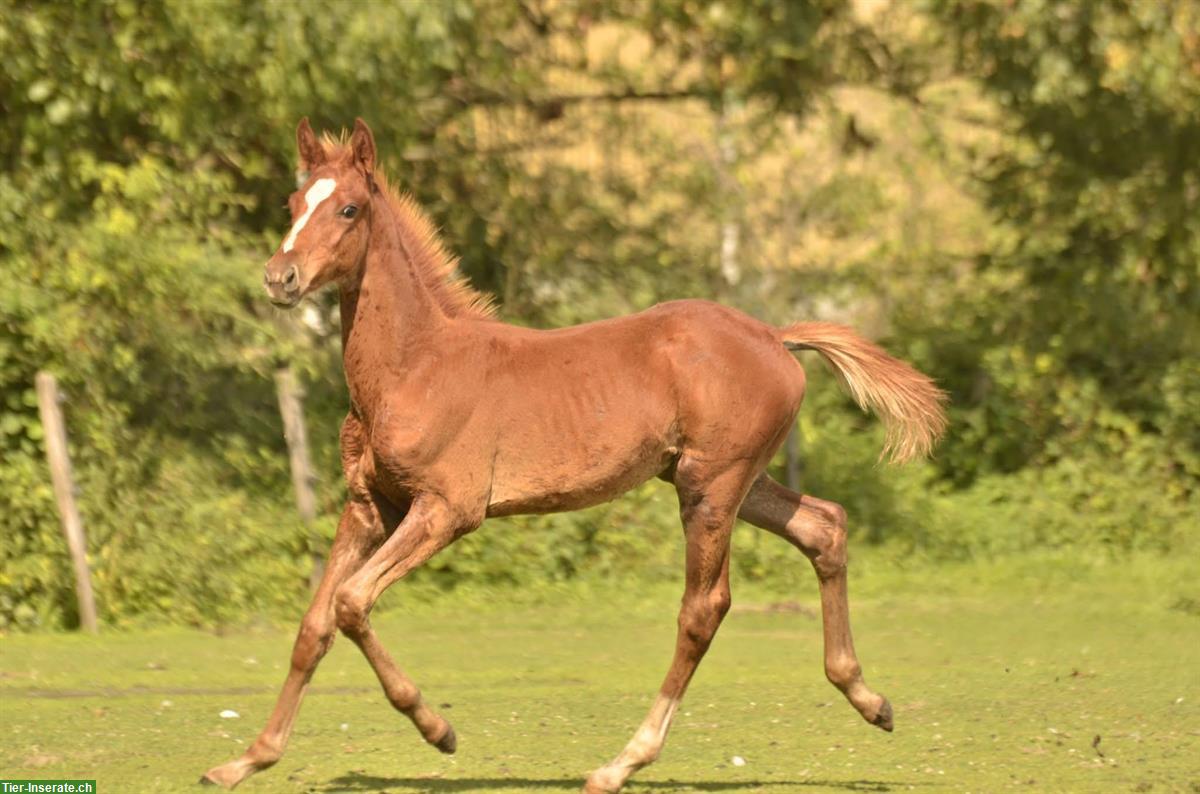 Bild 5: Deutsches Reitpferd Hengstfohlen, Springtalent