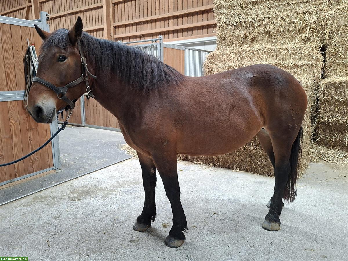 Noriker Stute, 5-jährig, kastanienbraun, angeritten & eingefahren