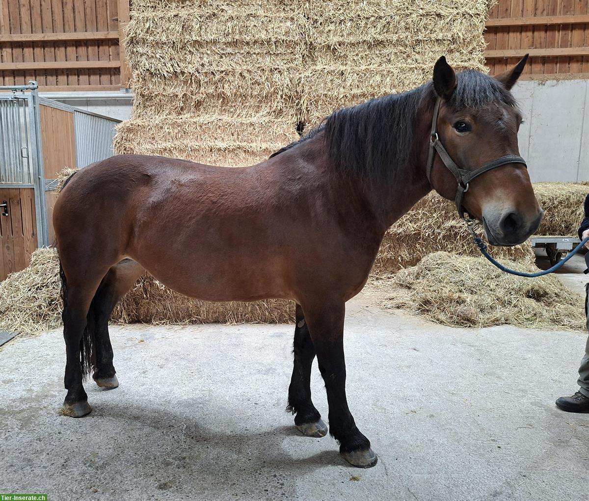 Bild 2: Noriker Stute, 5-jährig, kastanienbraun, angeritten & eingefahren