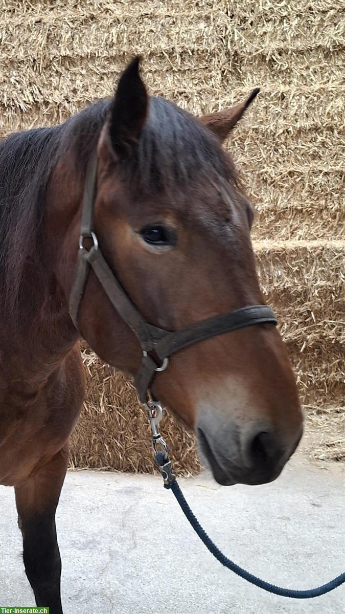 Bild 3: Noriker Stute, 5-jährig, kastanienbraun, angeritten & eingefahren