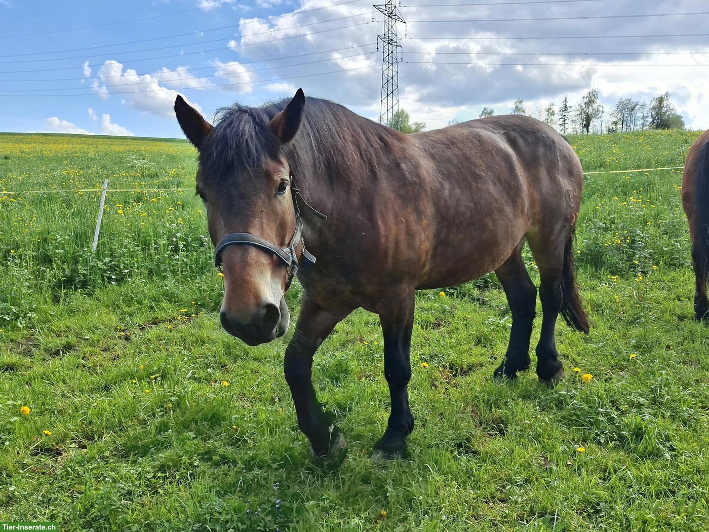 Bild 4: Noriker Stute, 6-jährig, kastanienbraun, angeritten & eingefahren