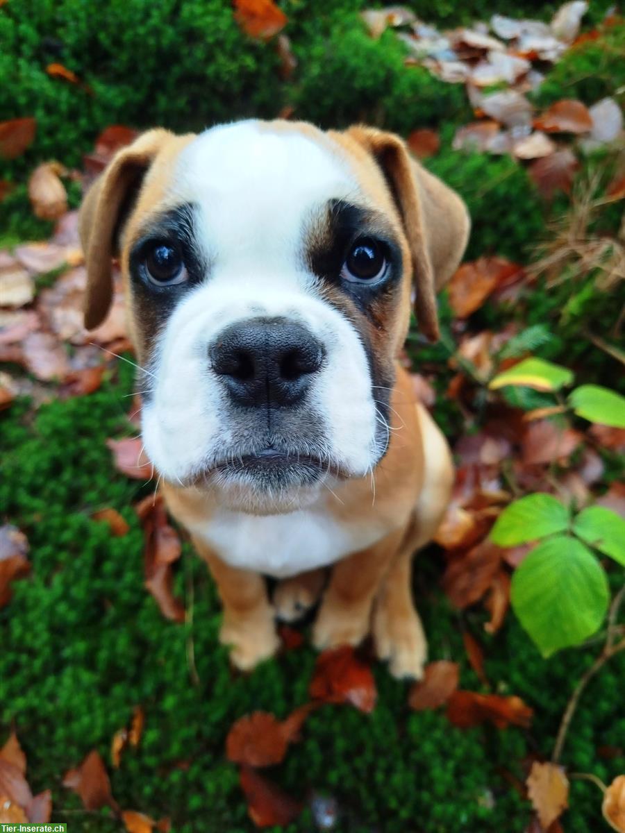 Hundebetreuung mit Herz für Welpe gesucht