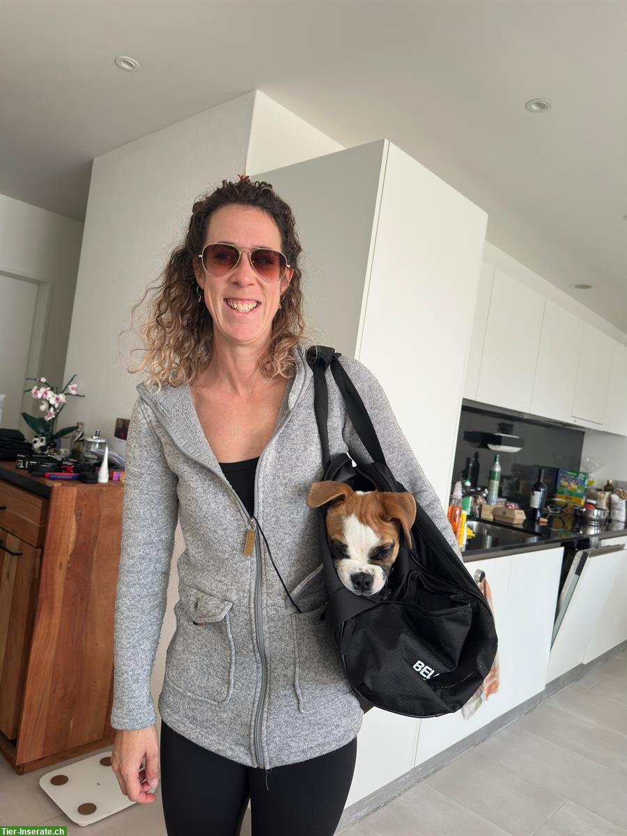 Bild 2: Hundebetreuung mit Herz für Welpe gesucht