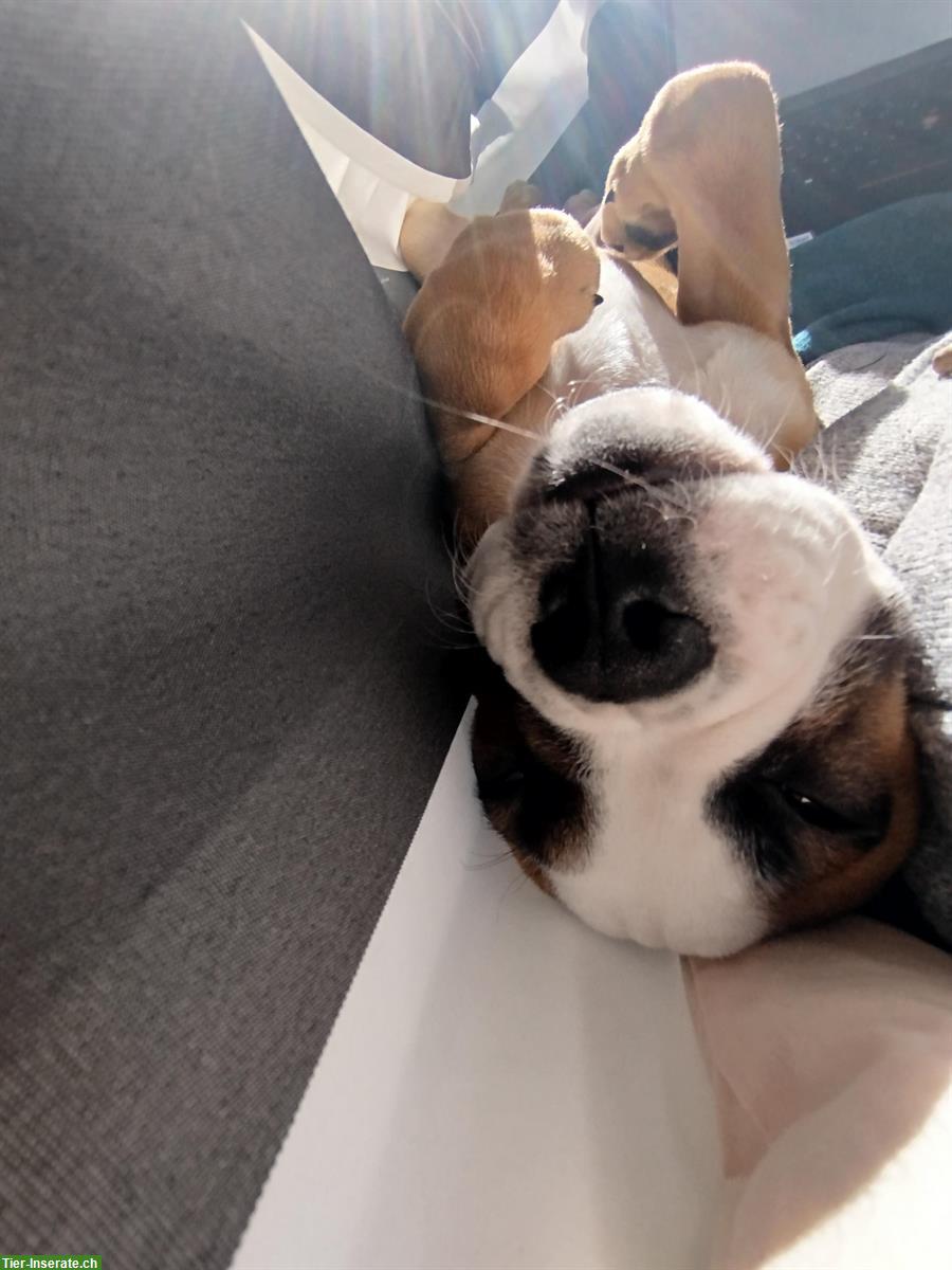 Bild 3: Hundebetreuung mit Herz für Welpe gesucht