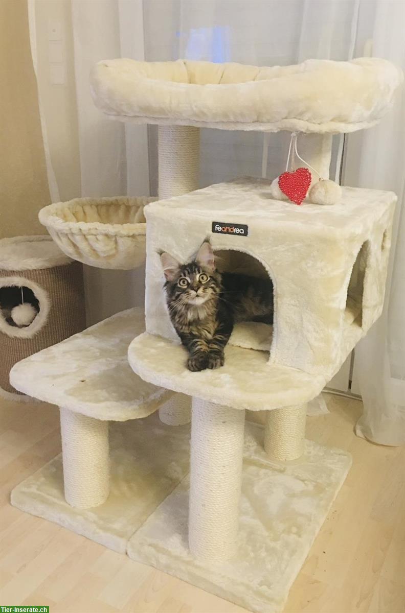 Kratzbaum für grosse Katze zu verkaufen