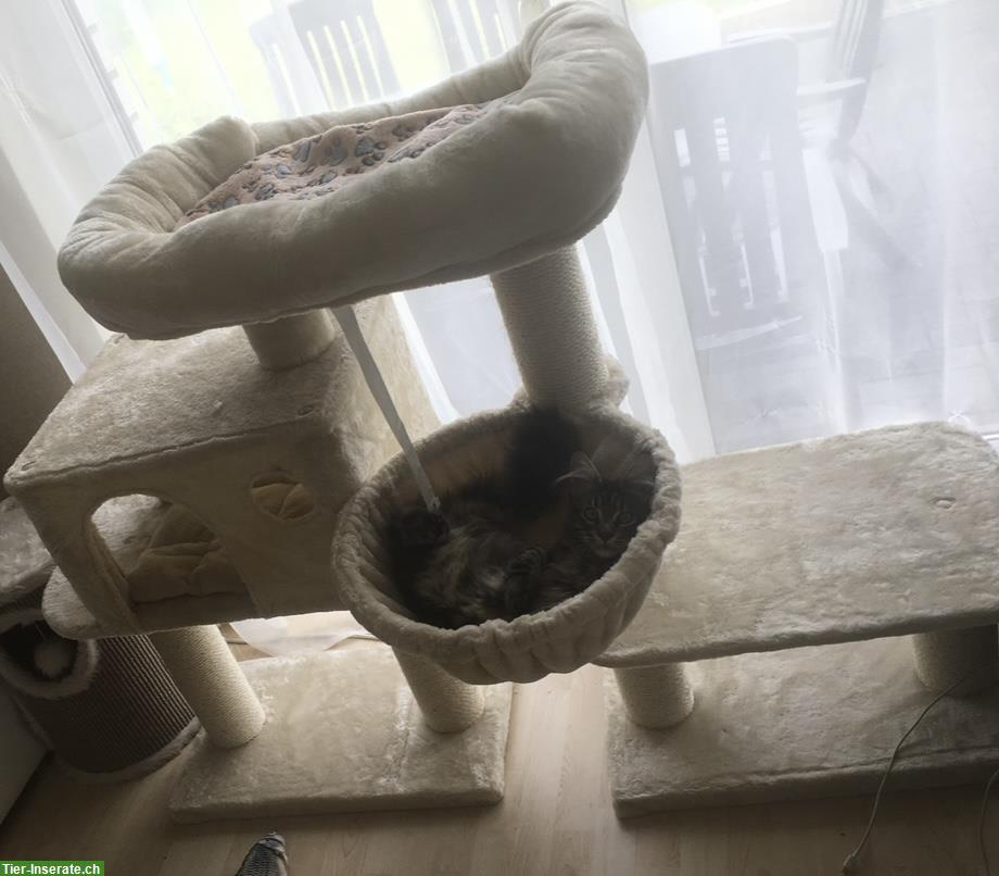 Bild 2: Kratzbaum für grosse Katze zu verkaufen