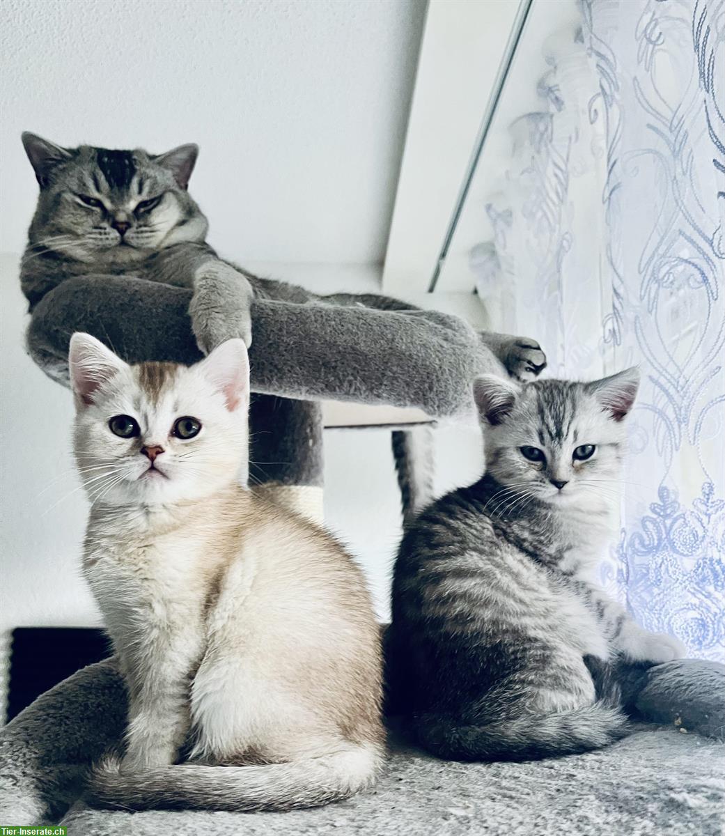 3 BKH Kitten zum Verkauf