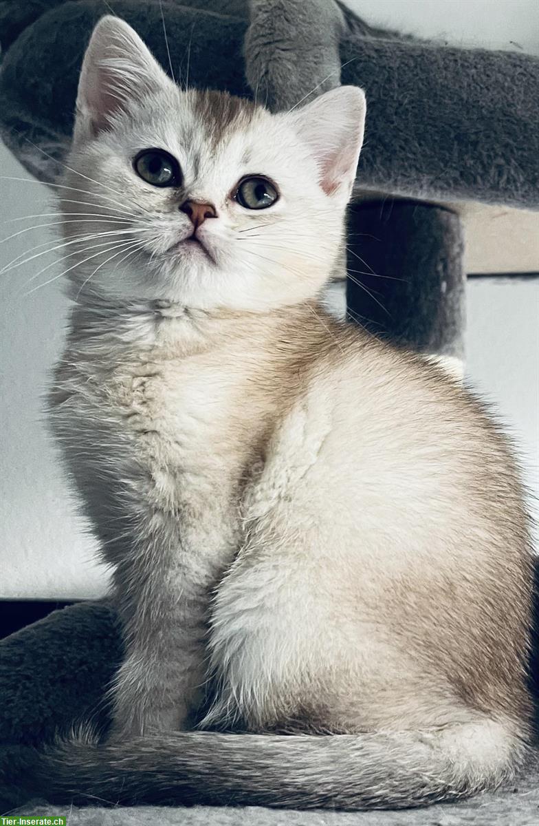 Bild 2: 3 BKH Kitten zum Verkauf