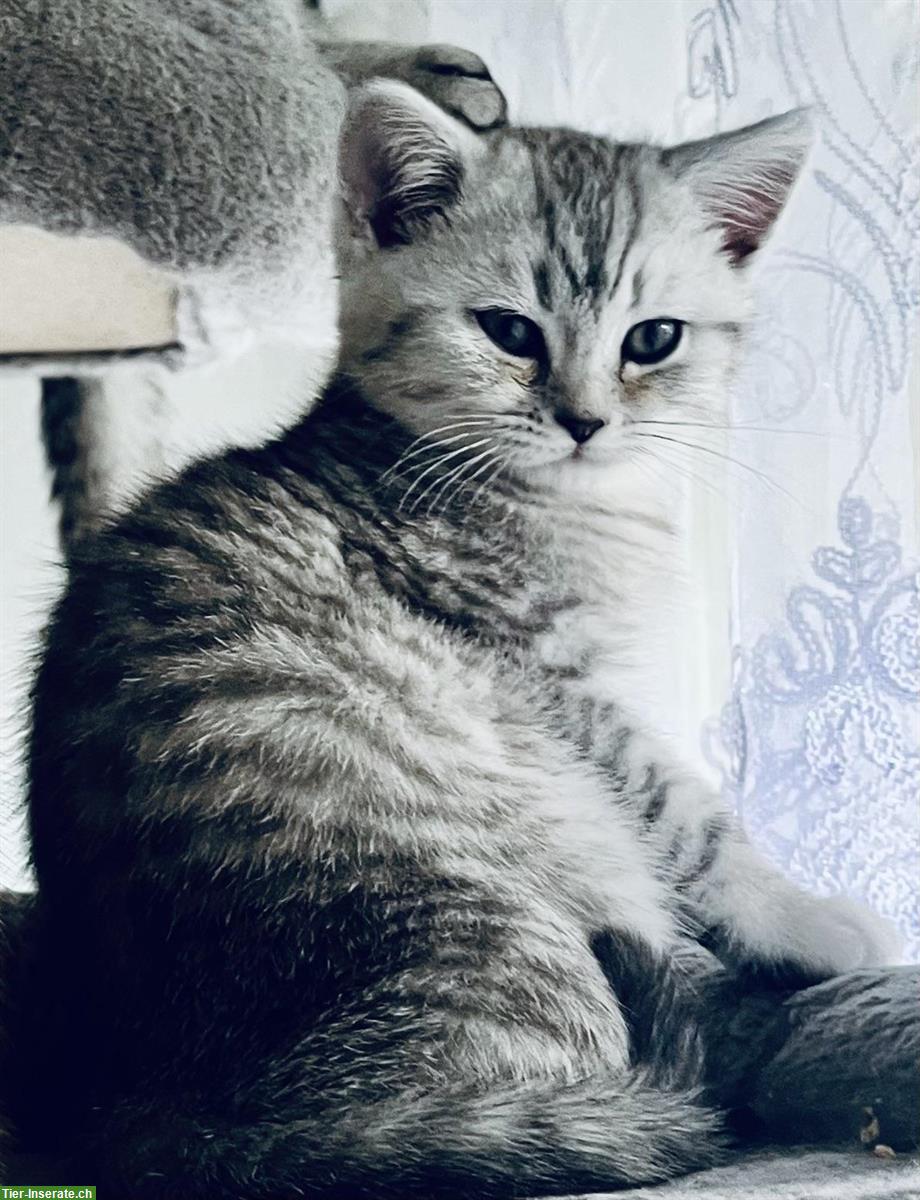 Bild 3: 3 BKH Kitten zum Verkauf