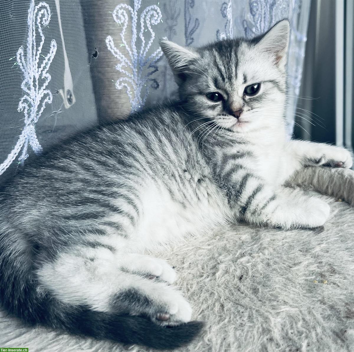 Bild 4: 3 BKH Kitten zum Verkauf