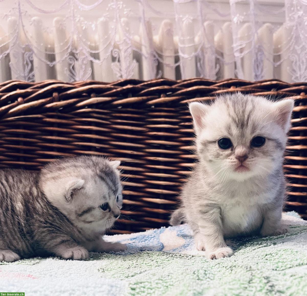 Bild 5: 3 BKH Kitten zum Verkauf