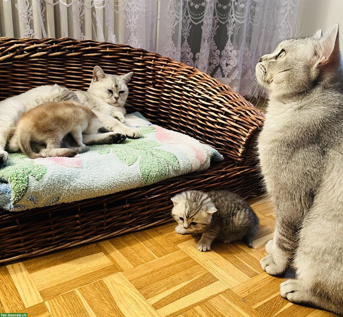 Bild 6: 3 BKH Kitten zum Verkauf