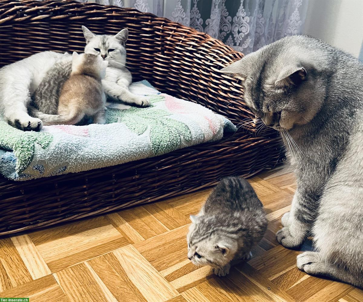 Bild 7: 3 BKH Kitten zum Verkauf