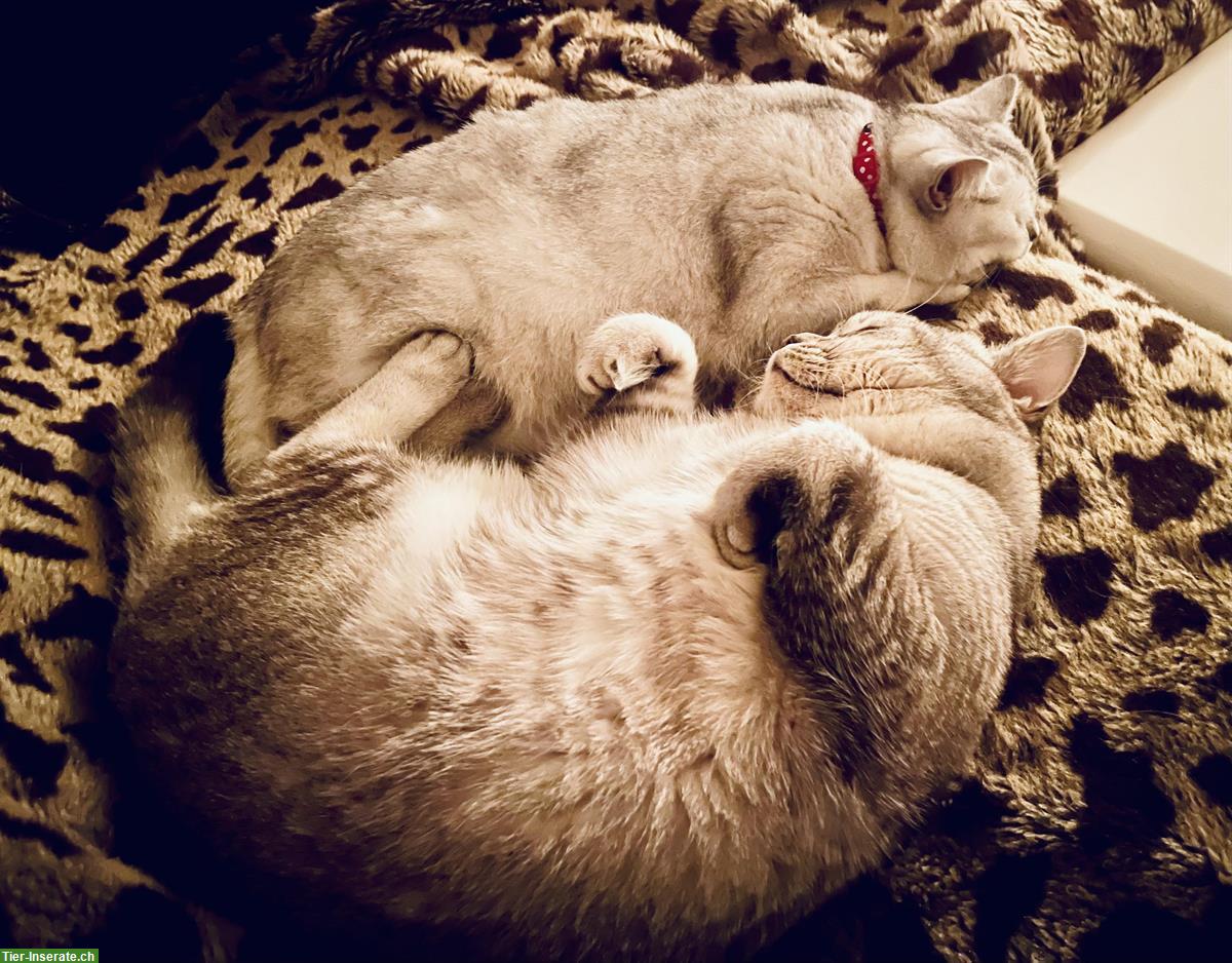 Bild 8: 3 BKH Kitten zum Verkauf